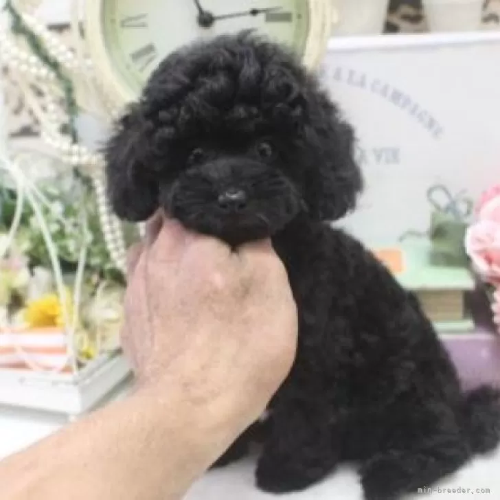 ID:2408-00560の子犬