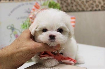 マルチーズ【大阪府・女の子・2017年8月4日・ホワイト】の写真「まんまるおめめちゃん♪」