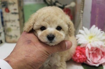 トイプードル(タイニー)【大阪府・女の子・2020年11月27日・クリーム】の写真「PRAは発症しません！」