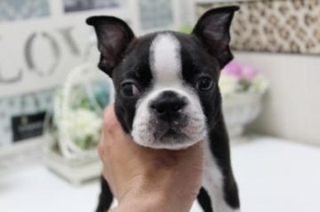 ボストンテリア【大阪府・男の子・2015年5月20日・ボストンカラー】の写真「のらくろ君♪」