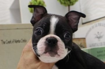 ボストンテリア【大阪府・男の子・2017年5月21日・ボストンカラー】の写真「お鼻ペッタン！！」