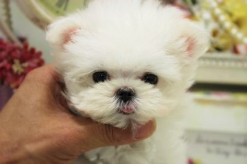 マルチーズ【大阪府・女の子・2016年3月3日・ホワイト】の写真「極極極ちびちびサイズ！！」