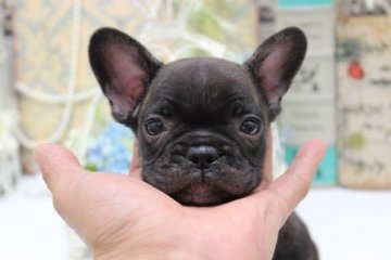 フレンチブルドッグ【大阪府・男の子・2014年4月13日・ブリンドル】の写真「お鼻ぶっつぶれ！！」