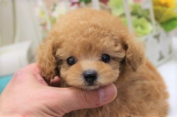トイプードル(ティーカップ)【大阪府・男の子・2019年3月18日・アプリコット】の写真「PRAは発症しません！」