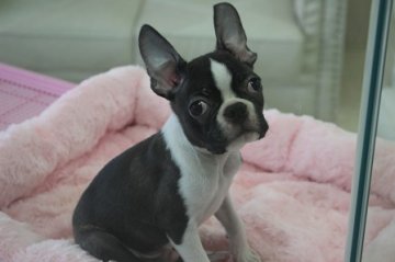 ボストンテリア【大阪府・男の子・2016年5月20日・ボストンカラー】の写真「お顔の模様バッチリ！！」