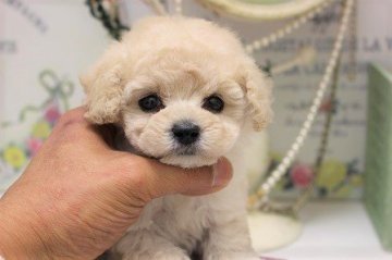 トイプードル(タイニー)【大阪府・女の子・2019年11月8日・クリーム】の写真「PRAは発症しません！！」