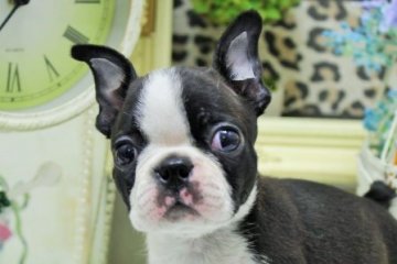 ボストンテリア【大阪府・女の子・2016年4月24日・ボストンカラー】の写真「可愛いお顔だち♪」