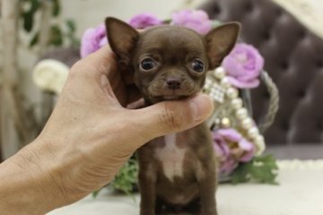 チワワ(スムース)【大阪府・女の子・2013年9月17日・チョコ】の写真「成犬時予想体重１．２㌔の極チビサイズ！！」