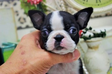 ボストンテリア【大阪府・女の子・2016年5月20日・ボストンカラー】の写真「」