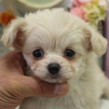 チワプー(トイプードル×チワワ)【大阪府・男の子・2024年2月22日・クリーム】の写真「人気のちわプ～♪」