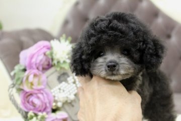 トイプードル(ティーカップ)【大阪府・女の子・2013年8月22日・シルバー】の写真「女の子らしい，とっても可愛いお顔してますっ！！」