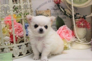 チワワ(ロング)【大阪府・女の子・2020年9月1日・クリーム】の写真「ちびちびサイズ！」