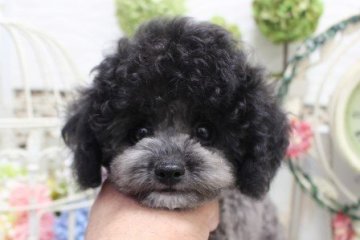 トイプードル(タイニー)【大阪府・男の子・2021年4月24日・シルバー】の写真「とっても可愛いお顔だち♪」