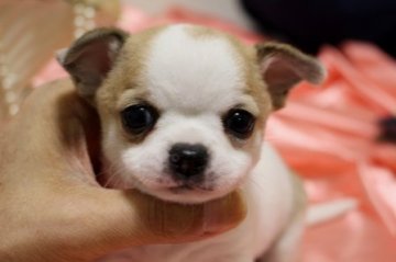 チワワ(スムース)【大阪府・女の子・2018年3月28日・ホワイト&レッド】の写真「人気のスムースちゃん！！」