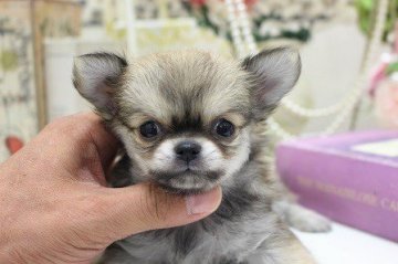 チワワ(ロング)【大阪府・女の子・2018年6月21日・フォーン】の写真「まんまるおめめちゃん♪」