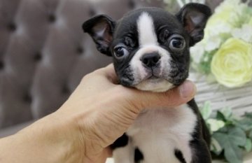 ボストンテリア【大阪府・男の子・2013年11月22日・ボストンカラー】の写真「綺麗な柄の男の子！！」