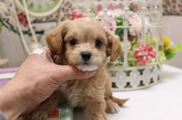 ぷ～ち～♪【大阪府・男の子・2019年2月22日・ゴールド】の写真「可愛いお顔だち♪」