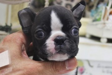 ボストンテリア【大阪府・男の子・2016年5月20日・ボストンカラー】の写真「」