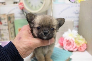 チワワ(ロング)【大阪府・男の子・2020年11月6日・フォーン】の写真「お鼻ぺったんこ！！」