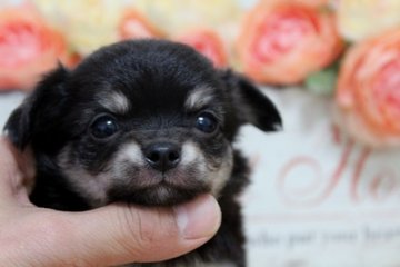 チワワ(ロング)【大阪府・女の子・2013年2月14日・ブラッククリーム】の写真「」