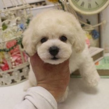 トイプードル(ティーカップ)【大阪府・女の子・2024年3月14日・クリーム】の写真「お鼻短いよっ！！」