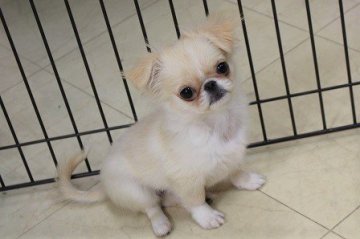 パパ:ペキニーズ ママ:チワワ【大阪府・女の子・2018年7月29日・クリーム】の写真「ちっちゃいよ！！」