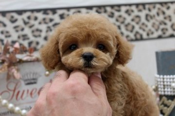 トイプードル(ティーカップ)【大阪府・女の子・2013年9月28日・アプリコット】の写真「クリクリおめめっ！！」
