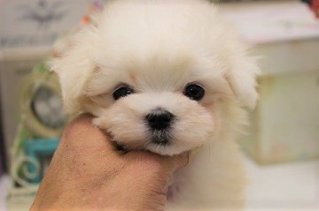 マルチーズ【大阪府・女の子・2017年11月20日・ホワイト】の写真「まんまるおめめっ♪」