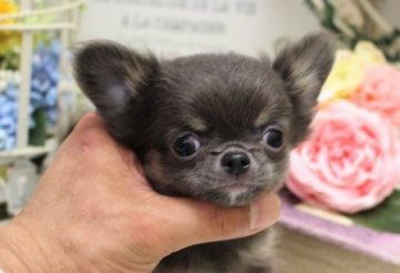 チワワ(ロング)【大阪府・男の子・2020年3月24日・ブルータン】の写真「お鼻短いよっ！！」