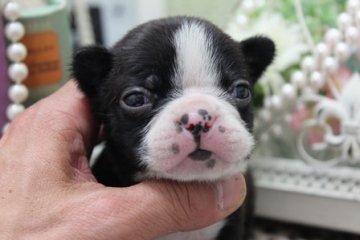 ボストンテリア【大阪府・女の子・2015年4月5日・ボストンカラー】の写真「ちびちびサイズのボストンちゃん♪」