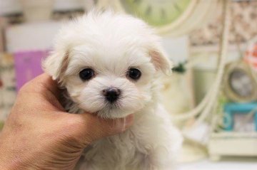 マルチーズ【大阪府・男の子・2017年12月26日・ホワイト】の写真「超超短いお鼻！！」