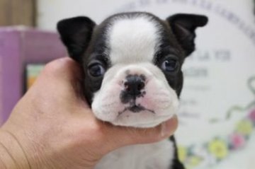 ボストンテリア【大阪府・男の子・2017年1月23日・ボストンカラー】の写真「お鼻ペッたん！」