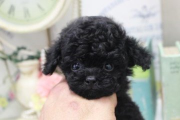 トイプードル(ティーカップ)【大阪府・男の子・2021年3月15日・ブラック】の写真「両親ティーカップサイズ！！」