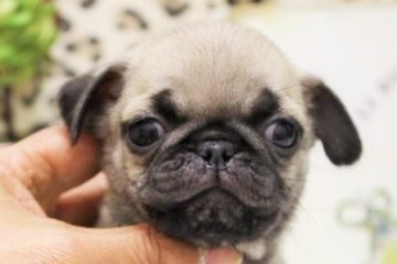 パグ【大阪府・男の子・2016年1月3日・フォーン】の写真「ブヒッ！！＾＾」