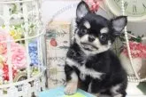 チワワ(ロング)【大阪府・女の子・2020年9月9日・ブラックタン】の写真1「10月30日画像更新！！」