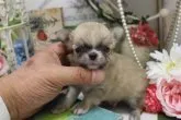 チワワ(ロング)【大阪府・男の子・2020年11月6日・レッド】の写真2