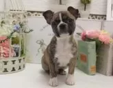 ミックス(チワワ×ボストンテリア)【大阪府・男の子・2024年1月16日・虎毛】の写真3