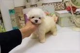 マルチーズ【大阪府・女の子・2017年11月20日・ホワイト】の写真4