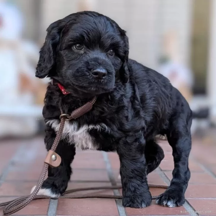 ID:2412-02545の子犬