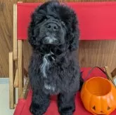 ポーチュギーズ・ウォーター・ドッグ