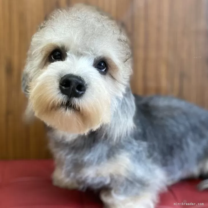 ID:2309-04738の子犬