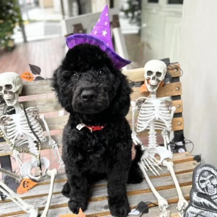 ID：2207-00945の子犬