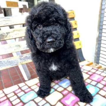 ミックス(ポーチュギーズ×ポーチュギーズミックス)【東京都・男の子・2022年11月9日・ブラック】の写真「毛が抜けずらく、とても賢いです！」