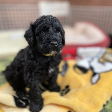 ポーチュギーズ・ウォーター・ドッグ【東京都・男の子・2024年5月17日・ブラック】の写真「ガッチリした体型にしっかりしたマズル！」