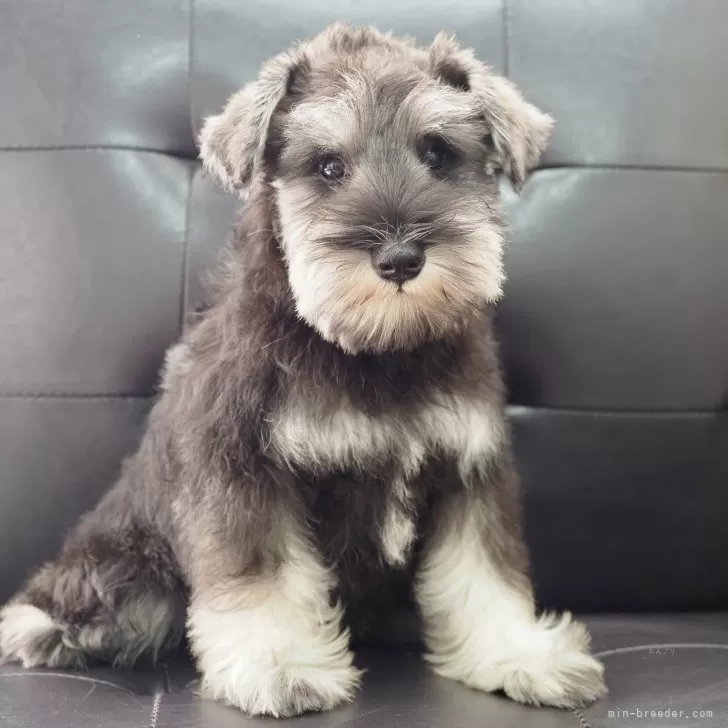 ID:2507-03227の子犬