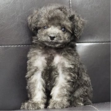 トイプードル(タイニー)【大阪府・女の子・2025年8月3日・シルバー】の写真「小さくて可愛いお顔の女の子♪」