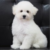 トイプードル(タイニー)