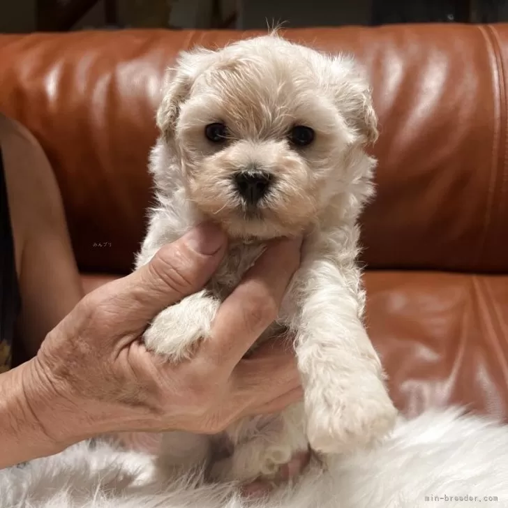 ID：2508-03261の子犬