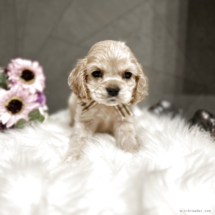 ゆづき 様のお迎えした子犬