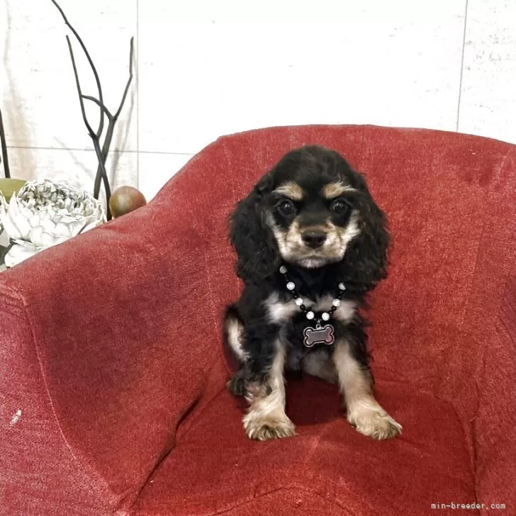 ID：2504-01990の子犬